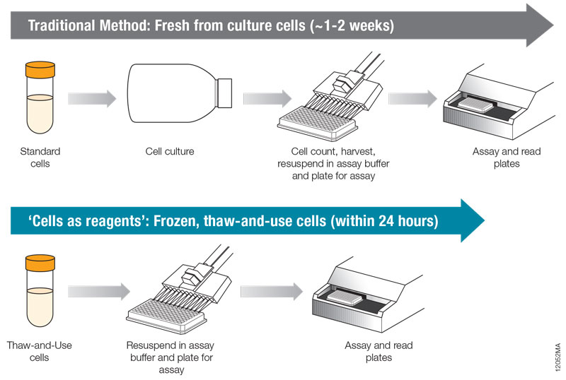 Fc Effector Bioassays For ADCC And ADCP Analysis