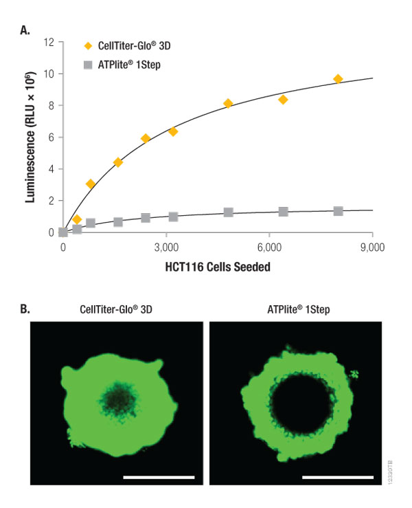 CellTiter Glo 3D A Cell Viability Assay Validated For 3D Microtissue