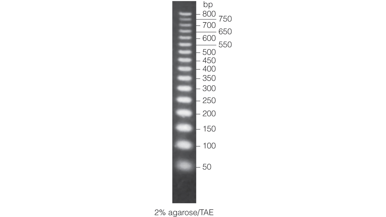 50bp-dna-step-ladder