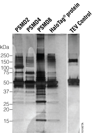 Sds+page+gel+storage