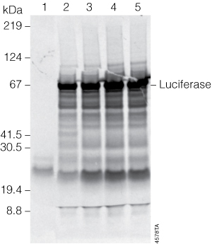 Sds+page+gel+troubleshooting