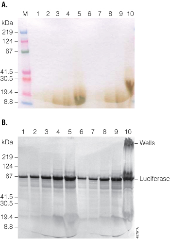 Sds+page+gel+troubleshooting