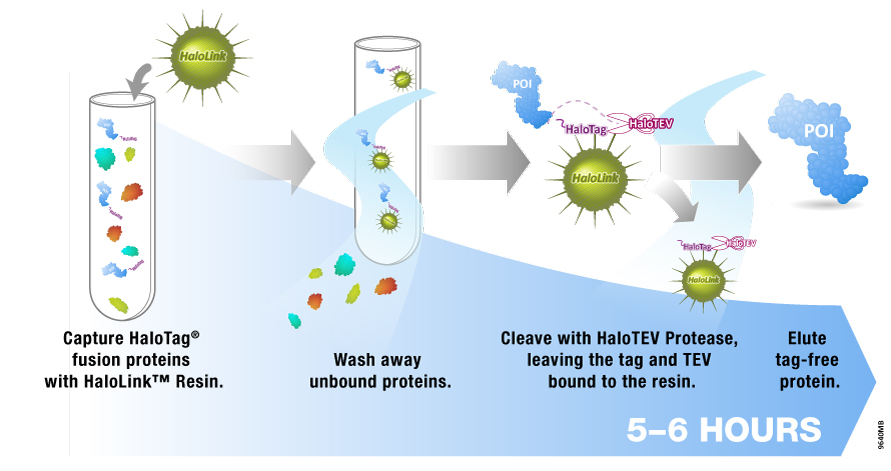 Sds+page+gel+protocol