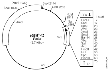 Pgem Plasmid