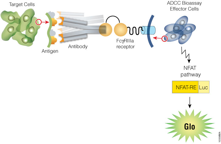 ADCC Bioassay Effector Cells, Propagation Model