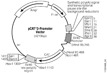 pcat3-promoter vector.