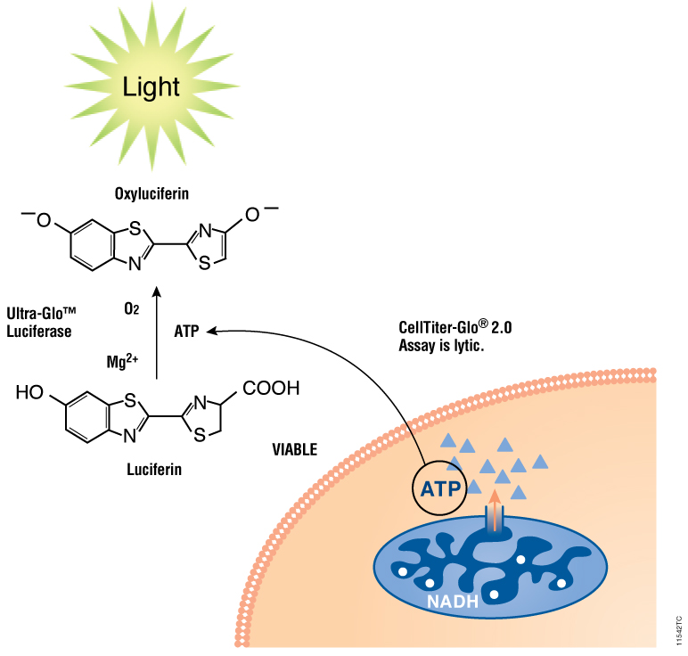 CellTiter-Glo® 2.0: A Luminescent Cell Viability Assay For Fast, Easy ...