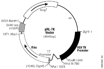 pRL Renilla Luciferase Control Reporter Vectors