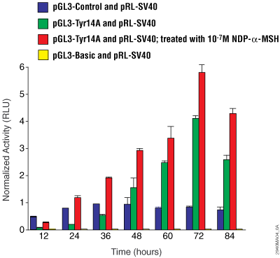 alpha-melanocyte-stimulating hormone induction of