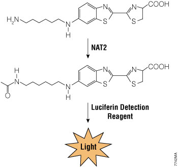 Enzyme Assay