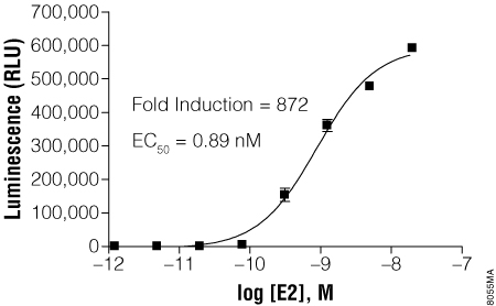 Hek293 Cell Culture