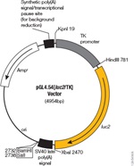 pGL4 Luciferase Reporter Vectors