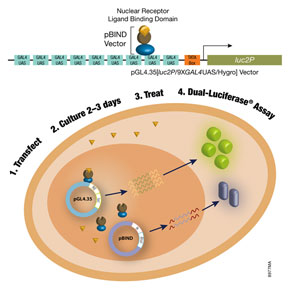 Nuclear Receptor Analysis Luciferase Vectors