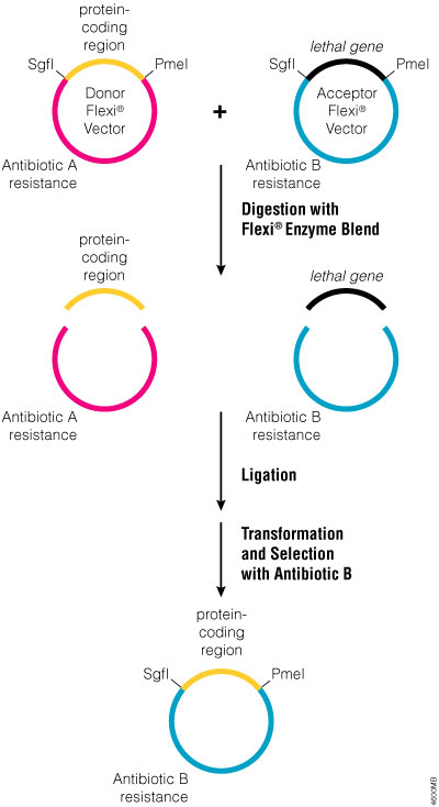 Cloning | An Introduction to Molecular Cloning Methods | Promega