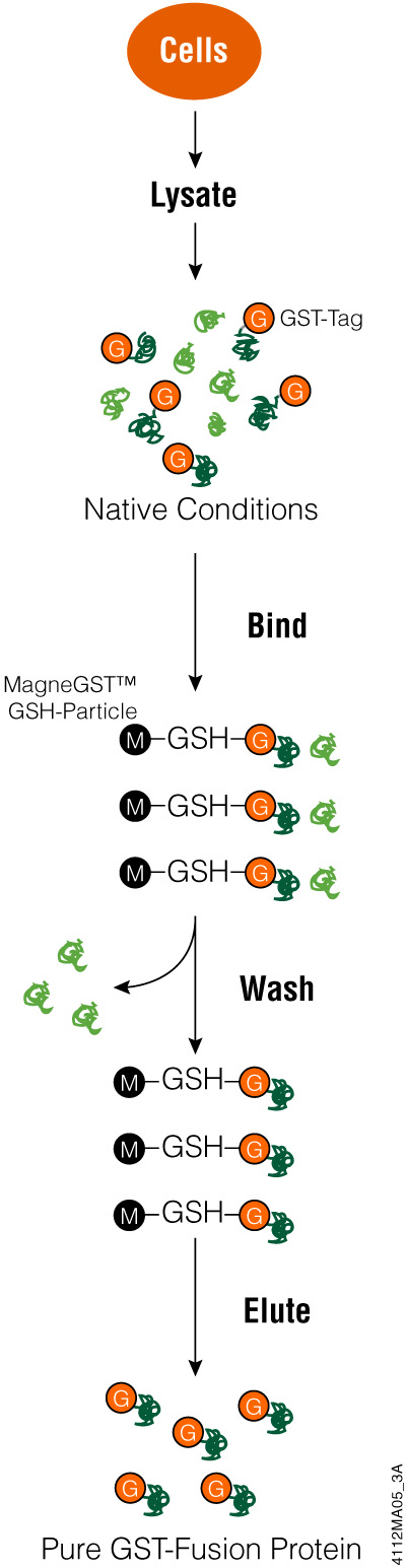 GST-tagged protein Expression Purification