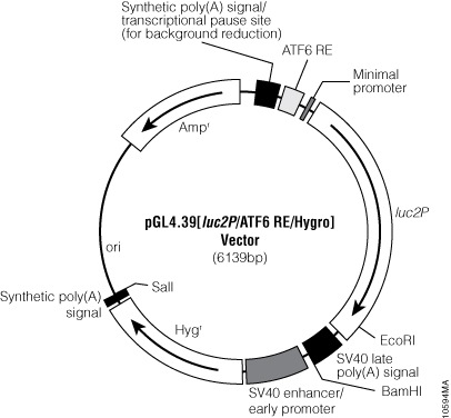 Signaling Pathway Analysis (Minimal Promoter-Driven) Firefly Luciferase ...