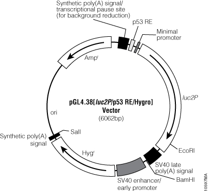 Signaling Pathway Analysis (Minimal Promoter-Driven) Firefly Luciferase ...