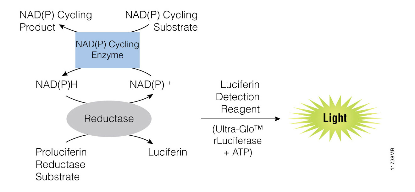 metabolism nad nadh assay reductase assays luciferin