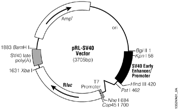 pRL Renilla Luciferase Control Reporter Vectors