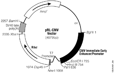 pRL Renilla Luciferase Control Reporter Vectors