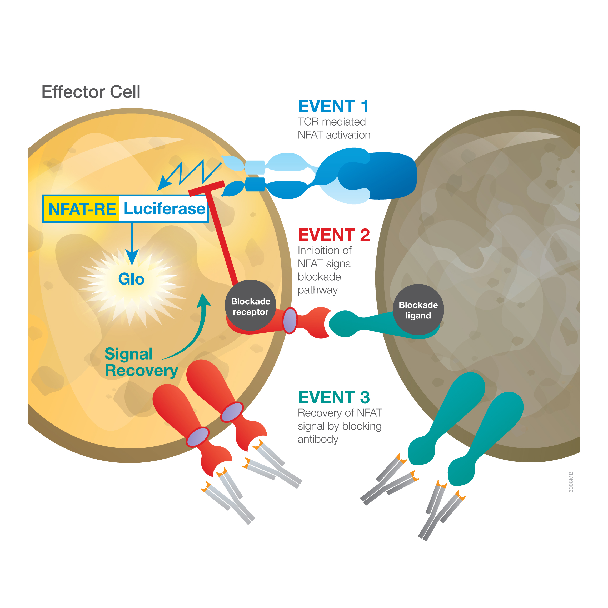 Immune Checkpoint Bioassays To Characterize Immune-Modulating Antibodies