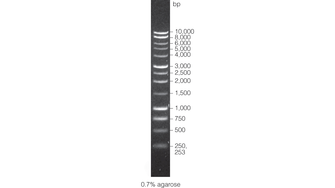 Benchtop Dna Markers