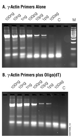 Message Rna