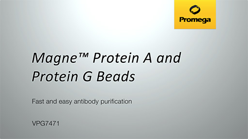 Protein A Beads